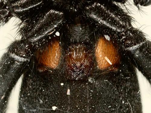 Zelotes erebeus