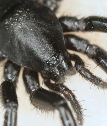 Zelotes erebeus