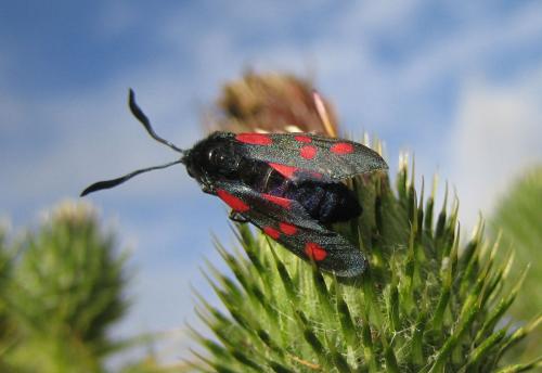 Zygaena trifolii