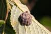 49016 – Photo : Daniel Ventard – France (05)
