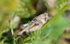 49971 – Photo : Fred Chevaillot – France (38)