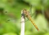 49538 – Photo : V. Czachka – France (55)