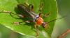 49299 – Photo : Christian Widmann – France (73)