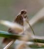 49560 – Photo : lguez – France (06)