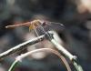 Sympetrum fonscolombii
