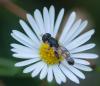 49595 – Photo : lguez – France (06)