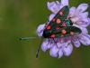 49025 – Photo : patrick derennes – France (91)