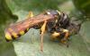 49753 – Photo : Florentin MADROLLES – France (36)