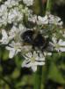 49847 – Photo : guillaume douault – France (91)