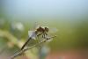 49727 – Photo : Olivier Lacaton – France (85)