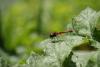49689 – Photo : Olivier Lacaton – France (51)