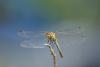 49757 – Photo : Olivier Lacaton – France (85)