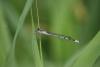 49841 – Photo : Olivier Lacaton – France (51)