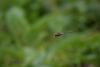 49839 – Photo : Olivier Lacaton – France (51)