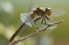 49851 – Photo : Olivier Lacaton – France (39)