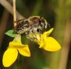 49611 – Photo : Christine DEVILLERS – Belgique