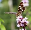 49452 – Photo : RENAUD Denis – France (35)