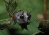 49040 – Photo : Sebastien Damoiseau – France (18)
