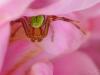 49637 – Photo : Denys Liger – France (27)