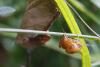 49171 – Photo : Marc Solari – France (88)