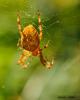 49086 – Photo : Alain Chappuis – France (74)