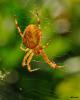 49087 – Photo : Alain Chappuis – France (74)