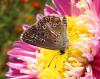 49135 – Photo : Bruno Kerrien – France (77)