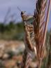 49620 – Photo : Pascal FICHOT – France (05)