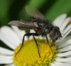 49850 – Photo : Jean Luc Kerveadou – France (29)