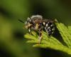 49781 – Photo : Christine DEVILLERS – Belgique