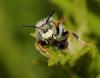 49782 – Photo : Christine DEVILLERS – Belgique