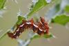 49255 – Photo : Marc Solari – France (68)