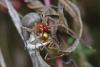49253 – Photo : Marc Solari – France (68)