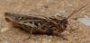 49553 – Photo : Phil – France (40)