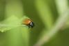 49621 – Photo : Michel Renou – France (91)
