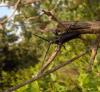 49187 – Photo : E. SERRES – France (26)