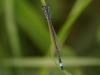 49672 – Photo : Michel Ehrhardt – France (68)