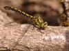 49801 – Photo : Michel Ehrhardt – France (68)