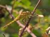 49796 – Photo : Michel Ehrhardt – France (68)