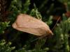 49419 – Photo : Michel Ehrhardt – France (68)
