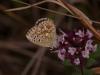 49760 – Photo : Michel Ehrhardt – France (68)