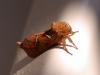 49484 – Photo : Michel Ehrhardt – France (68)