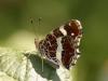 49301 – Photo : Michel Ehrhardt – France (68)