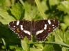49300 – Photo : Michel Ehrhardt – France (68)