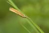 49730 – Photo : Michel Renou – France (91)
