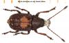 49690 – Photo : Piezo – Autriche