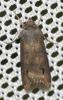 49051 – Photo : Edith Konik – France (95)