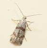 49248 – Photo : Régis Henry – France (57)