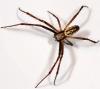 Argiope bruennichi