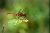49022 – Photo : frodon – France (33)